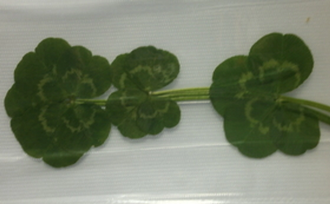 応援してくれたうえに、ゲームも試してくれるんですか？！ありがとう！！