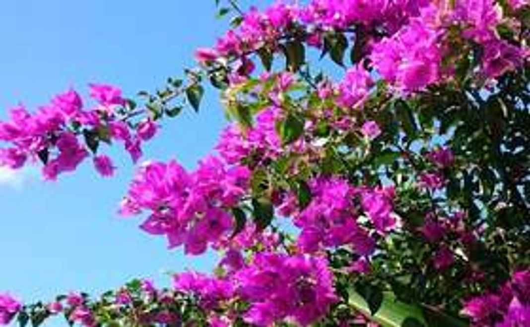 サンクスメールをお届けします