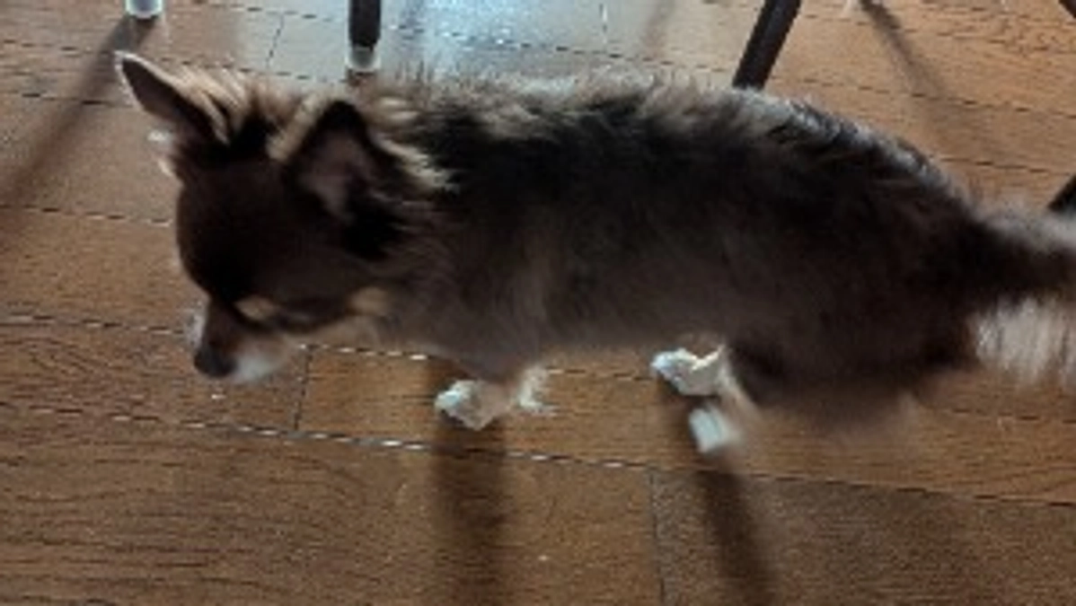 まろの手術まで後6日❢