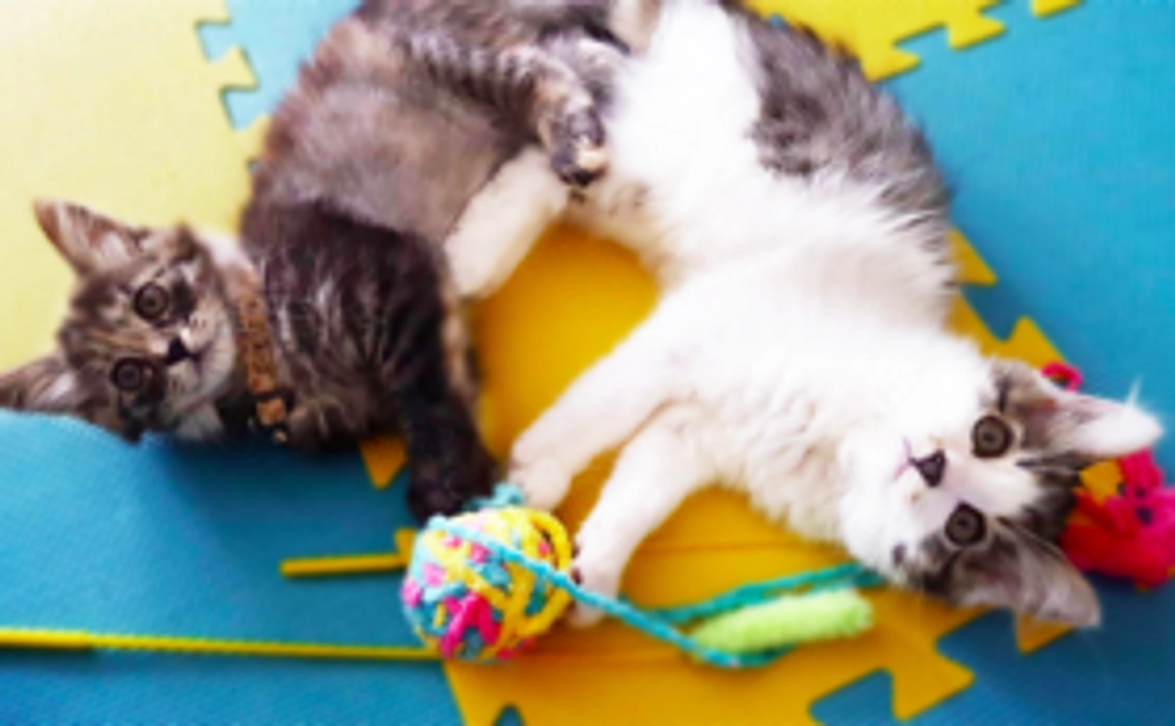 ベビーキャットレスキューオリジナルポストカードセット