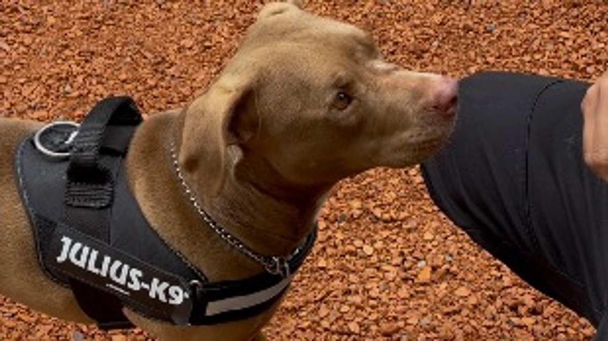 トライアル開始！