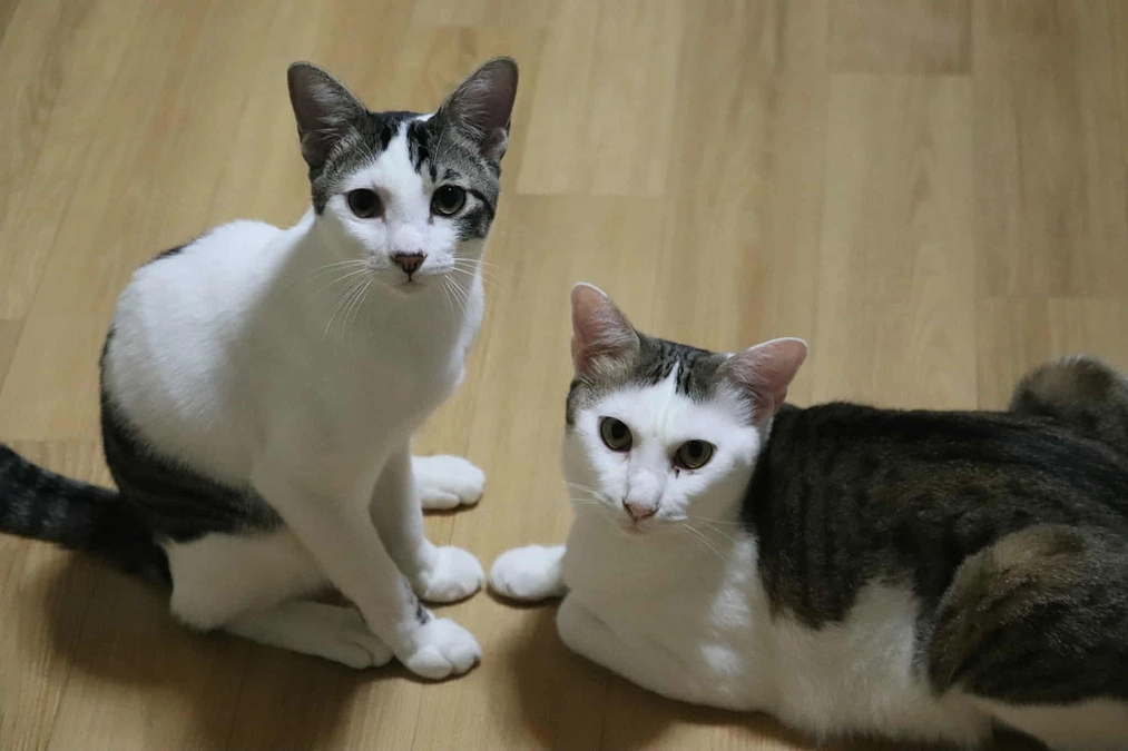 【本日23時終了】ネクストゴール挑戦中！新しい場所で冬を迎える猫たちへ、最後のお力添えをお願いします