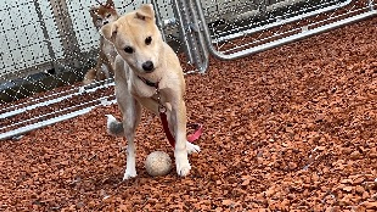 ご支援ありがとうございます。