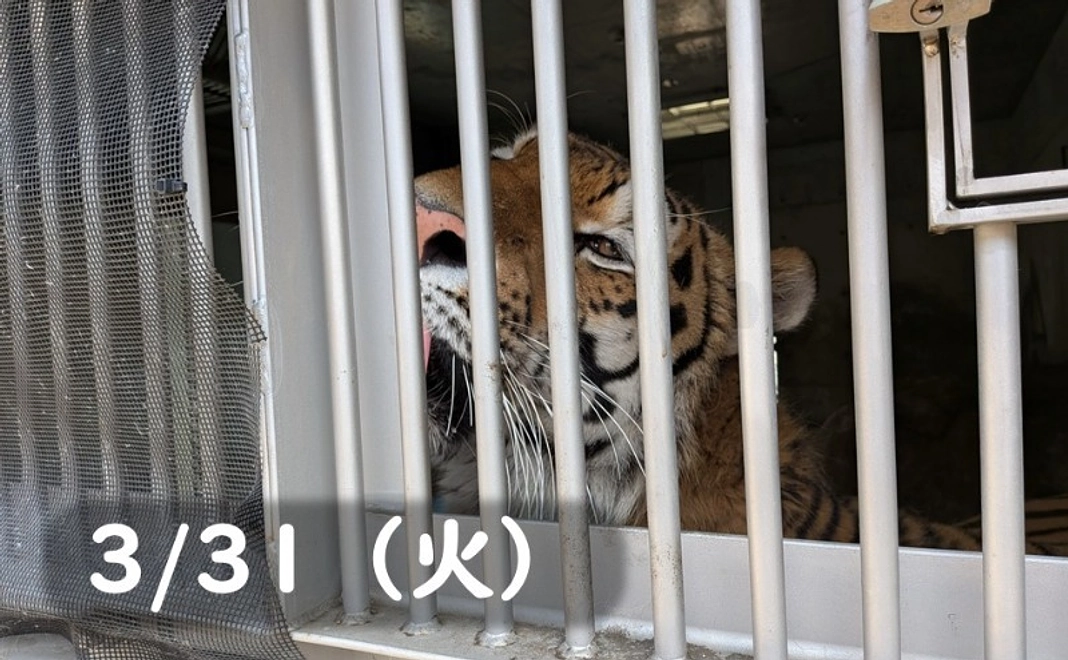 【3/31(火)】間近でショウヘイ!もぐもぐタイム