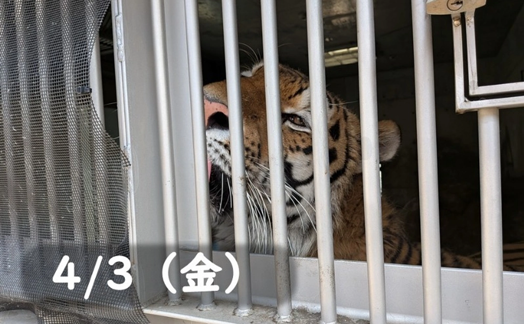 【4/3(金)】間近でショウヘイ!もぐもぐタイム