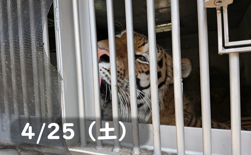 【4/25(土)】間近でショウヘイ!もぐもぐタイム