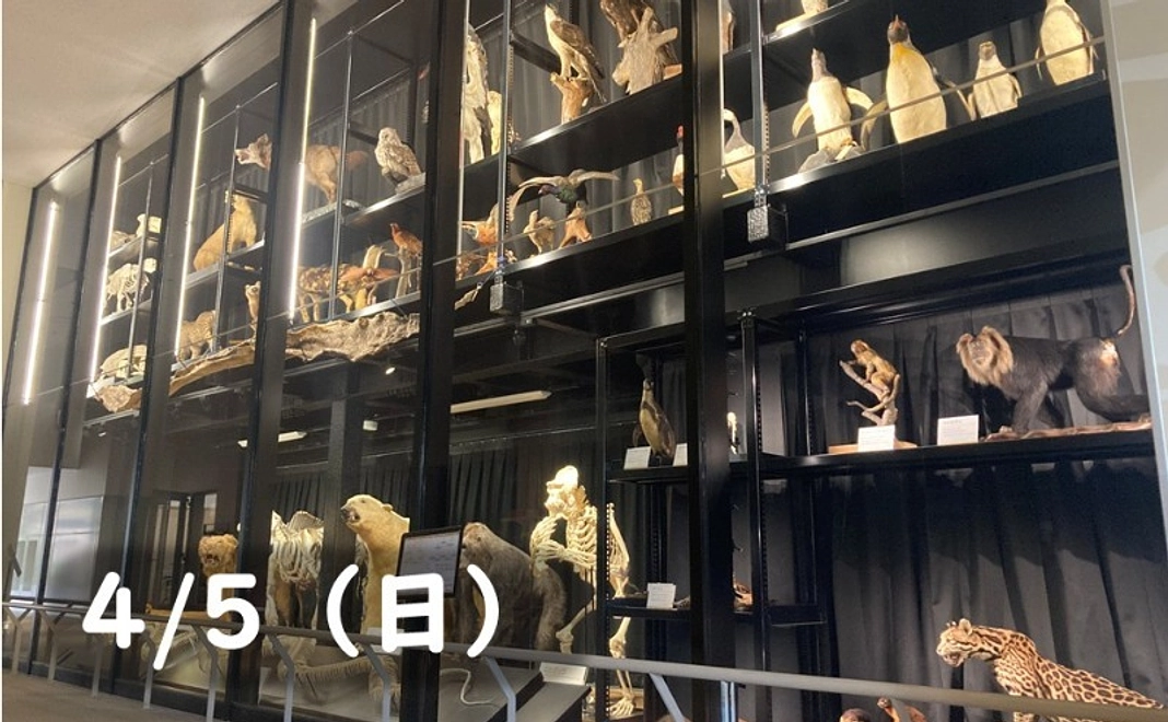 【4/5(日)】標本庫ツアー