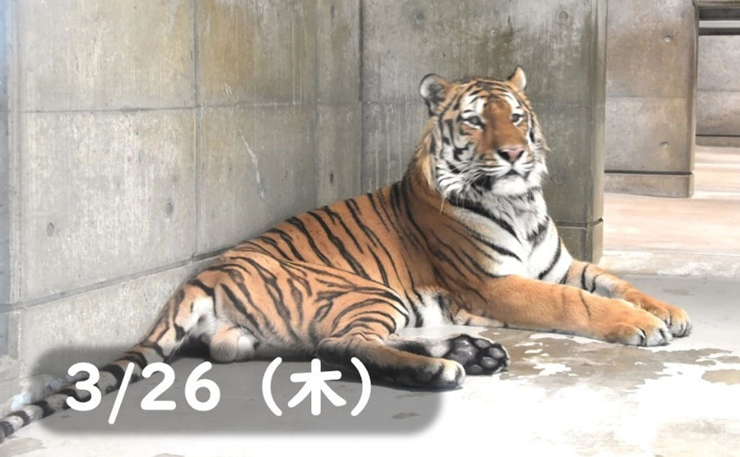 【3/26(木)】トラの飼育員体験