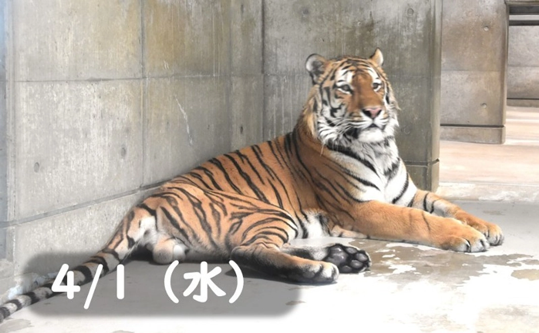 【4/1(水)】トラの飼育員体験