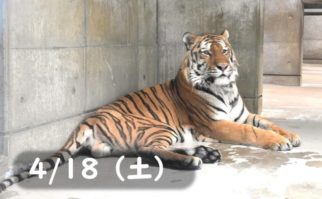 【4/18(土)】トラの飼育員体験