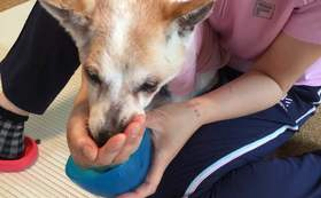 完全応援コース（小）