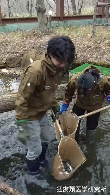 終生飼育のワシ達に活魚を与えました！