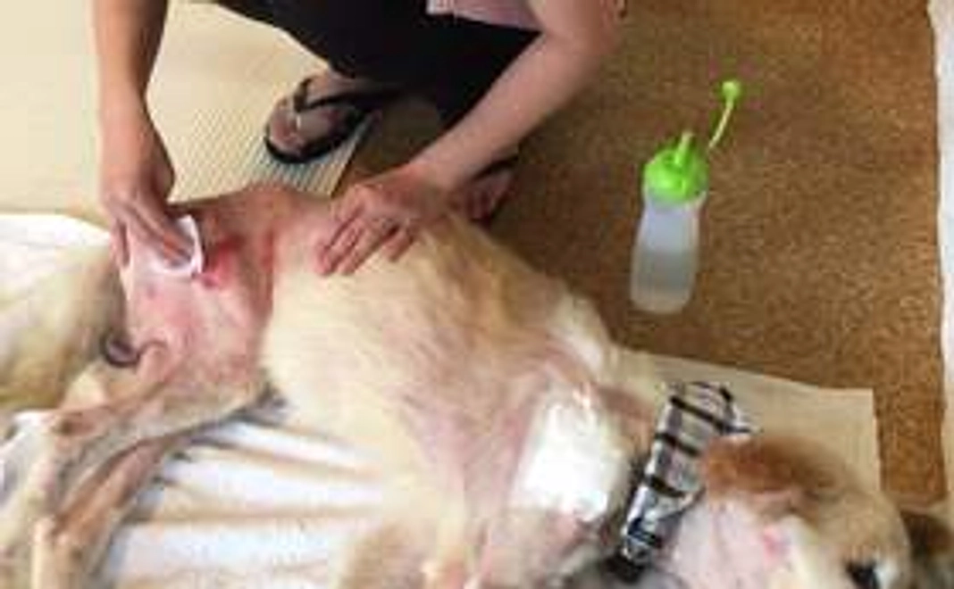 完全応援コース②（中）