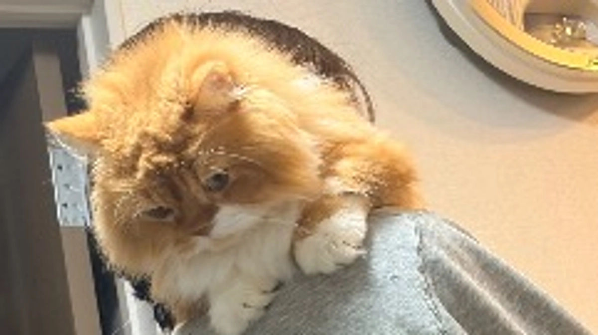 ㊗️きなこ誕生日