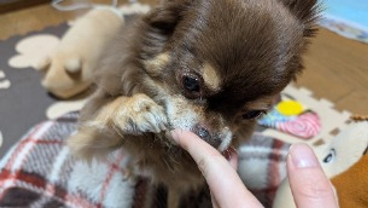 まろの手術まで後5日😱