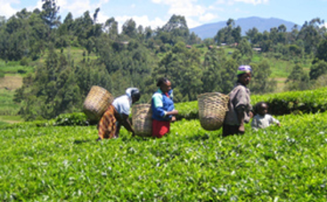 ケニアの紅茶葉をお届け！