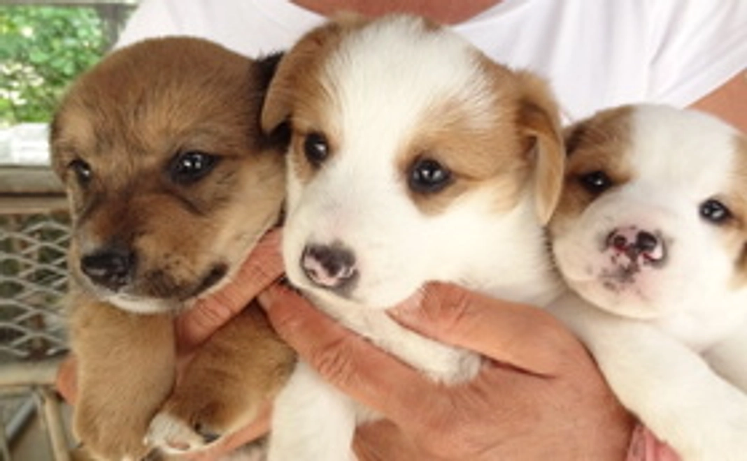 【感謝のメール＆報告メール】写真付き