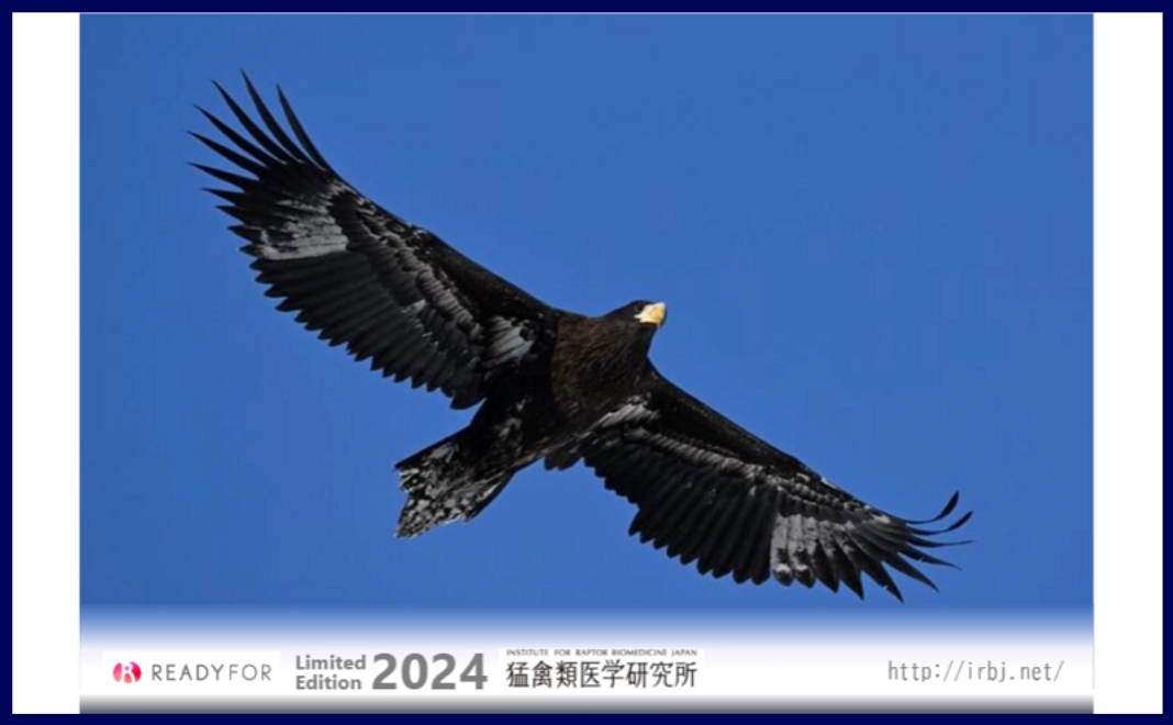 限定デザインクリアファイル（２枚セット）