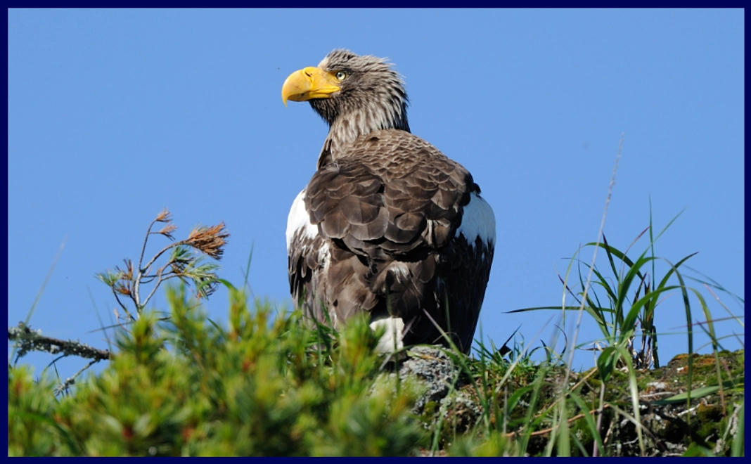 ポスター（A2サイズ）オオワシ