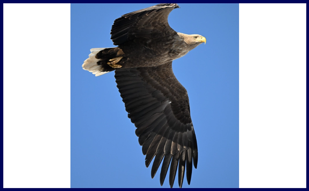 ポスター（A2サイズ）オジロワシ