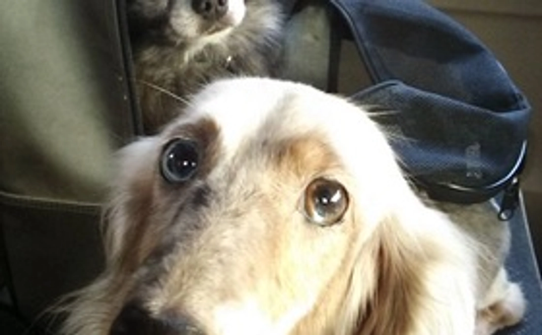 アニマルセラピー訪問活動への参加権