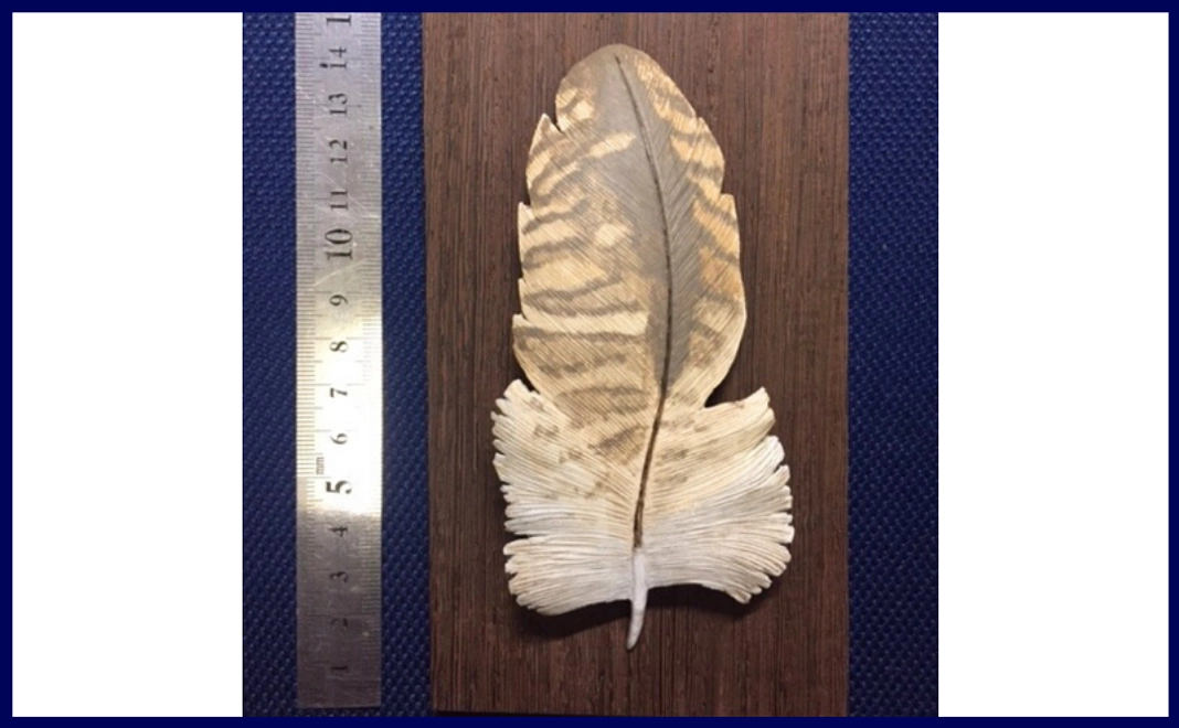 【特製品】シマフクロウ中雨覆 木彫り（鳥の工房つばさ様）