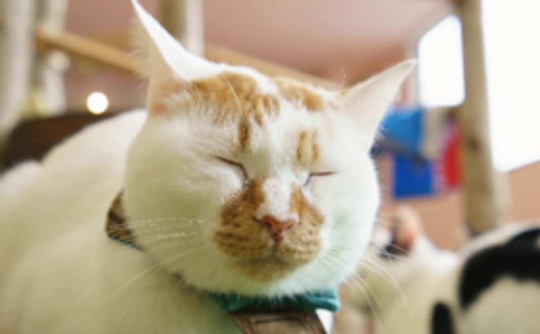 もりねこ猫営業部長シロたんからのありがとにゃんメール！