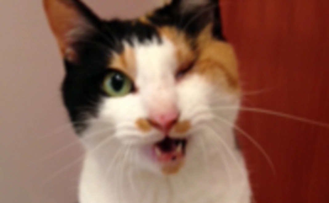 モモの写真付きサンクスメール