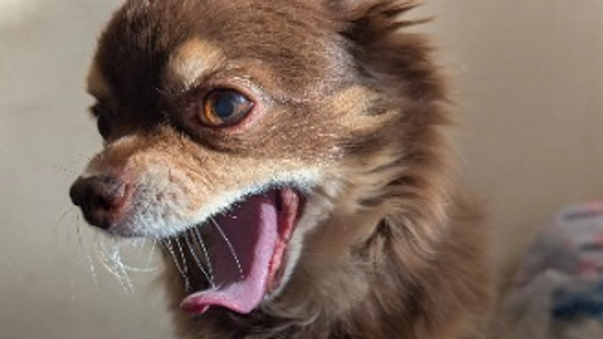 まろの手術まで後4日😱