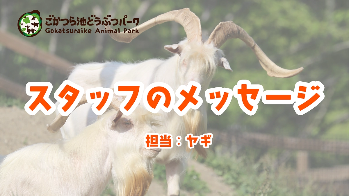 スタッフのメッセージ　ヤギ担当飼育員
