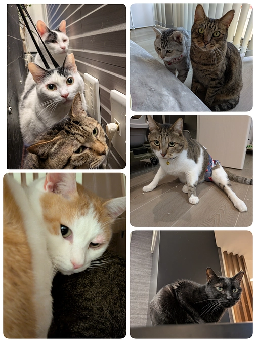 5匹の医療について