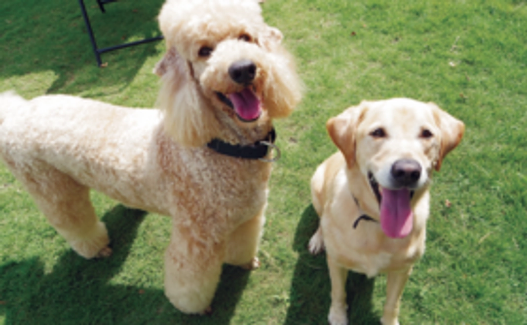 ご支援が全て犬たちのために使われます