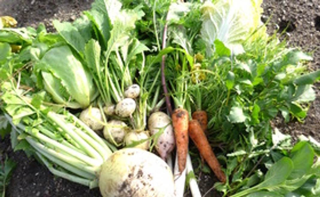 食べてみんさい！おばあちゃん野菜せっと　２箱（智頭町の自慢の一品 １つ）