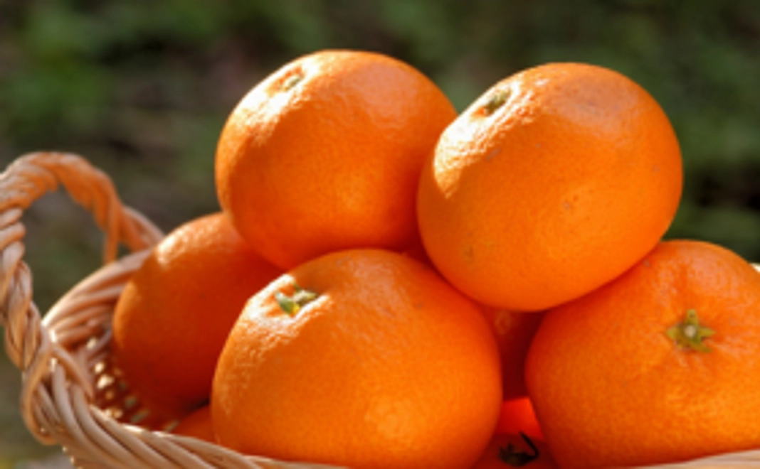 気球乗車券＆野菜セット