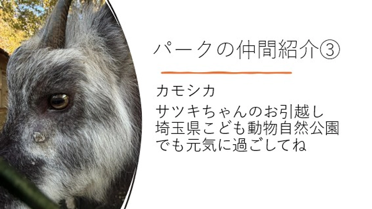 パークの仲間紹介③カモシカ