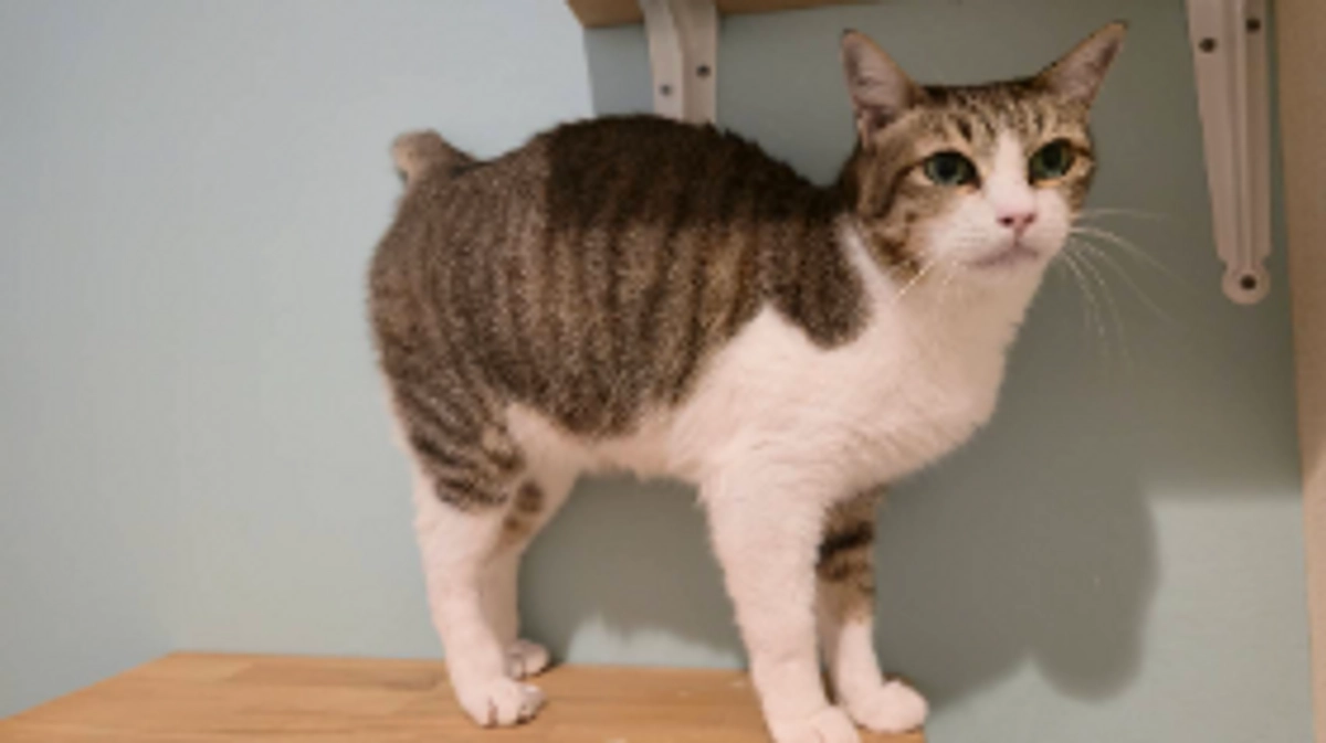 シェルター猫チコ  歯科手術のご報告