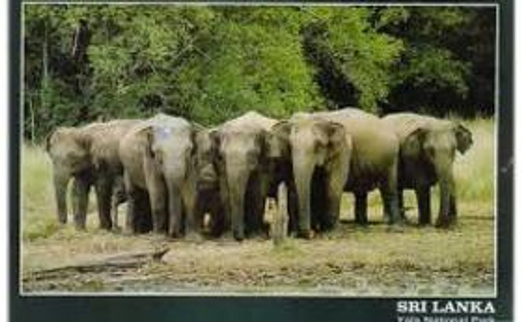 サンクスレターとポストカード