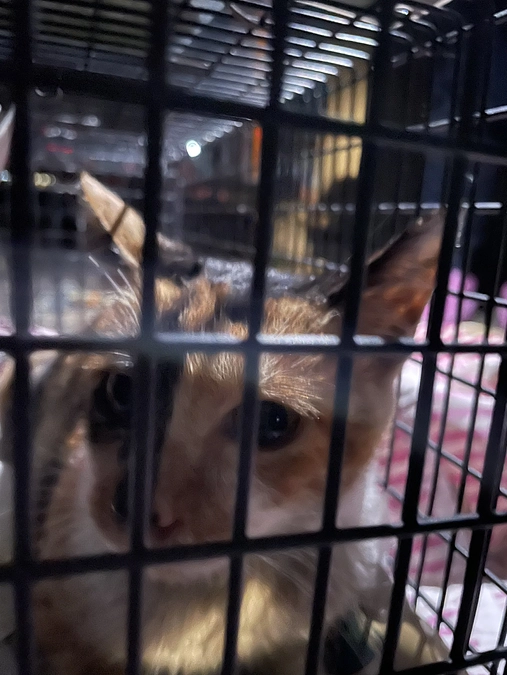 メンバーからの相談で捕獲と病院搬送のお手伝い🐱