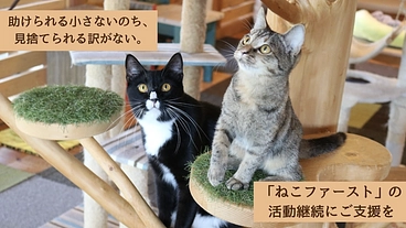 ログハウスでねこと人の縁を紡いで11年。ねこ達のいえ継続にご支援を のトップ画像