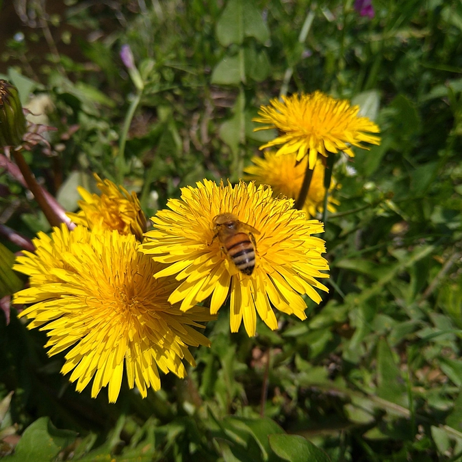 「荒れた耕作放棄地を花の楽園に変えてみせる。」この挑戦が今日から始まりました。
