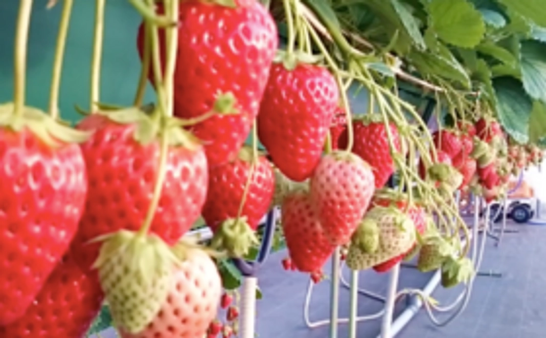 🍓紅ほっぺいちご付き支援コース