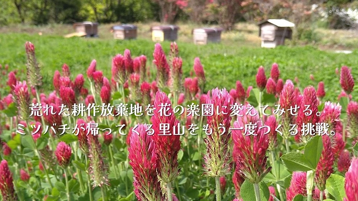 ミツバチが舞う里山を取り戻す！耕作放棄地を花畑に再生する挑戦