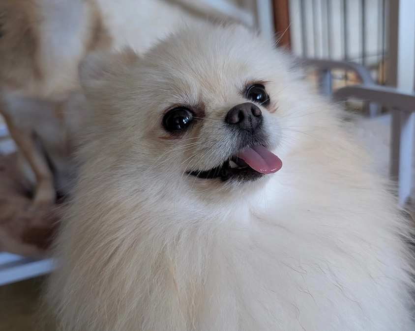 シェルターの活動報告