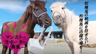和種馬の絶滅を防ぎたい。和種馬に活躍の場を! のトップ画像
