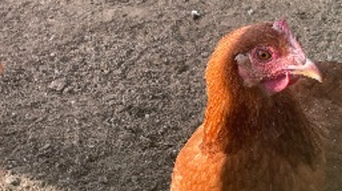 ついに…🐓🥚(注意事項有り)