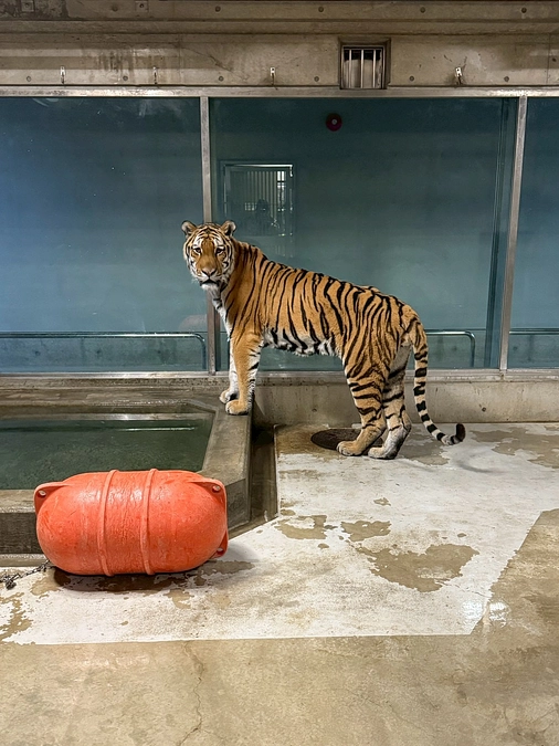 閉園後のショウヘイと、休園日のショウヘイ