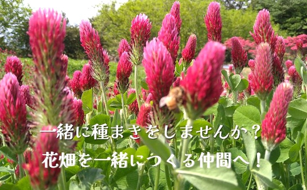 花咲く種まきコース