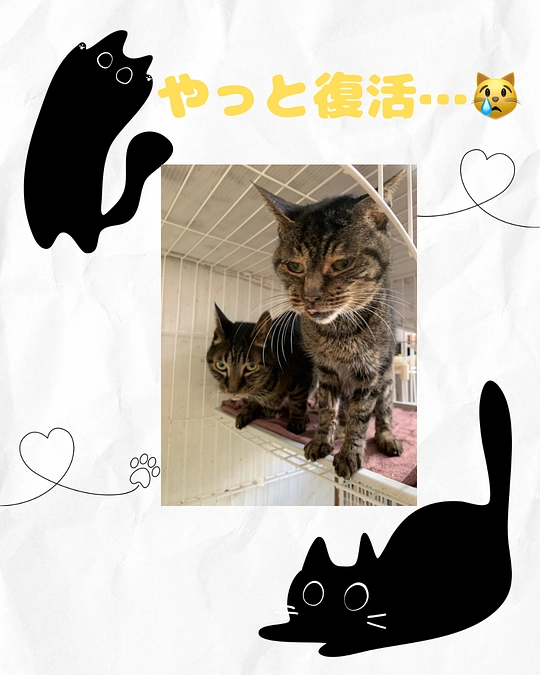 🏥ようやく回復してくれました😭