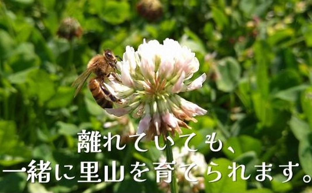 ミツバチ応援コース