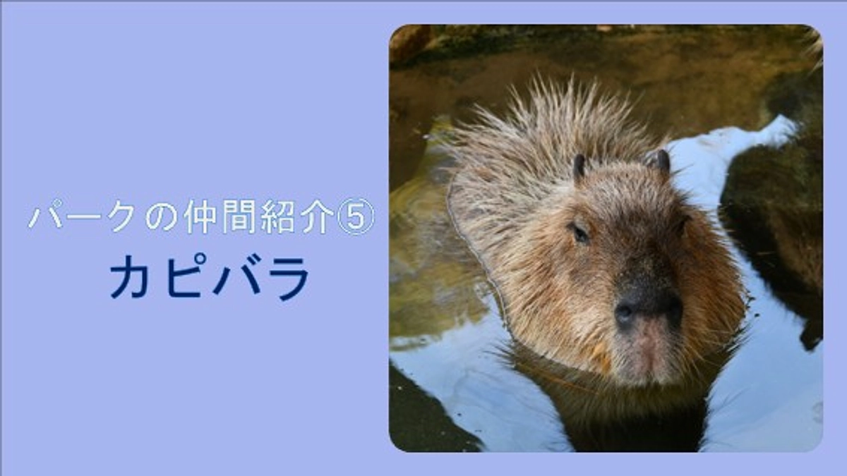 パークの仲間紹介⑤カピバラ